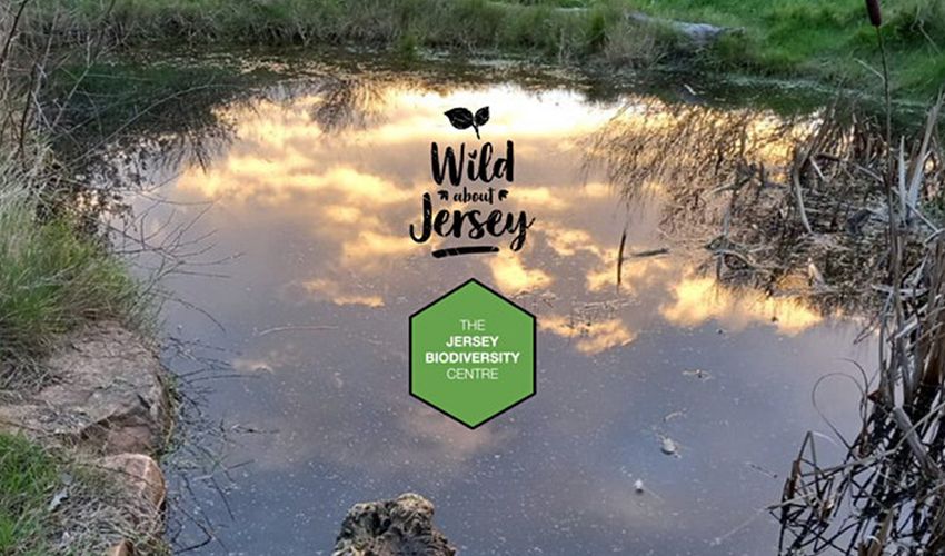Learn about Jersey's pond life