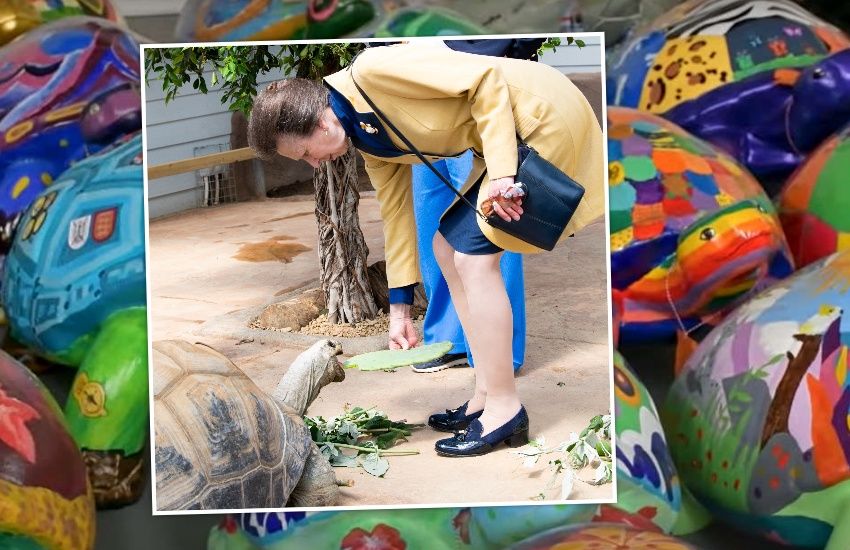 WATCH: Jersey artist's tortoise to live in Princess Anne's garden