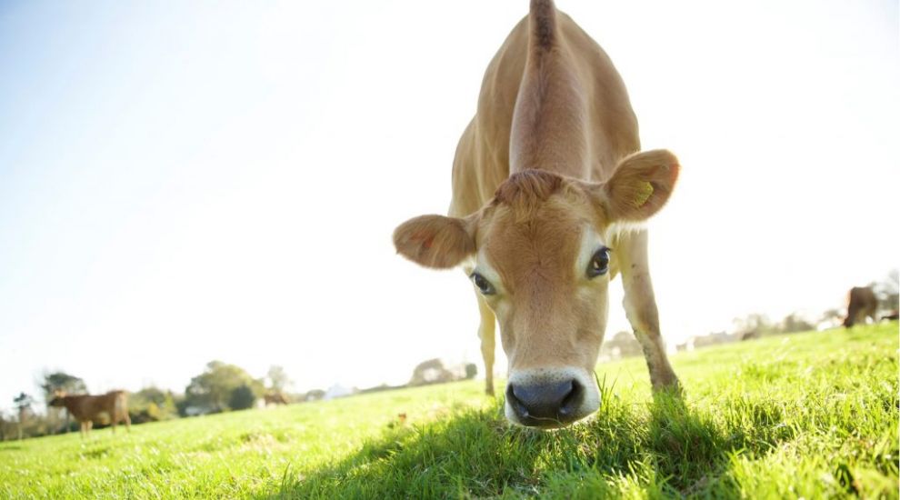 ‘Cow burglar’ strikes Jersey herd in Cornwall