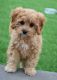 cavadoodle puppies for sale 