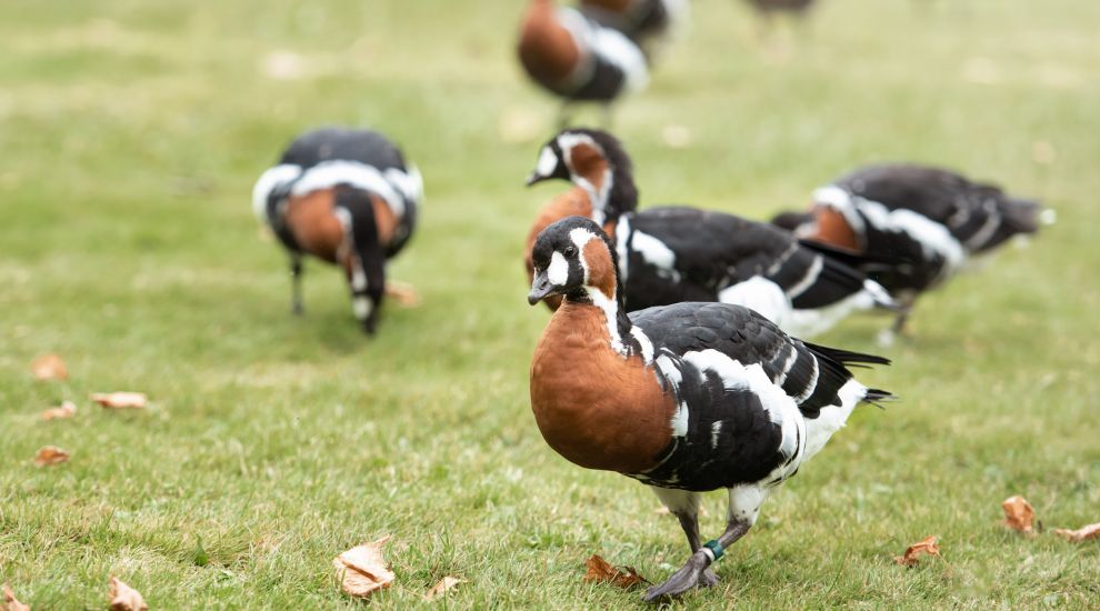 ‘Flockdown’ alert as bird flu kills zoo’s endangered goose
