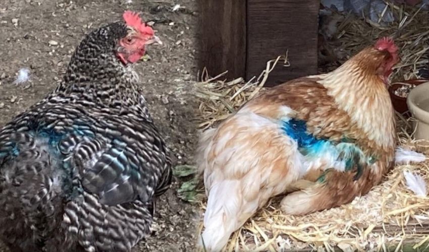 Dog walkers urged to keep pets on leads after chicken attack