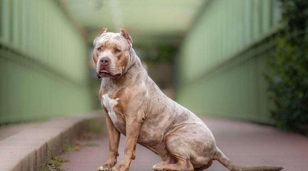 XL Bully dogs to require licensing for travel in and out of Jersey