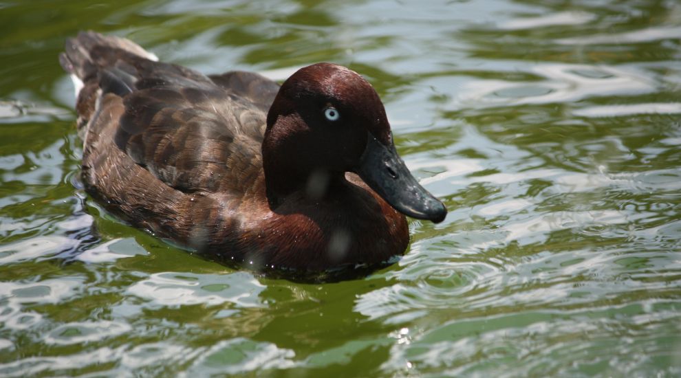 Durrell’s fight to save ducks out of water
