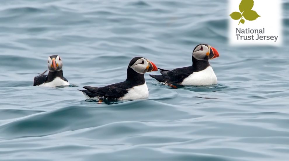Solving the puffin 'housing crisis'