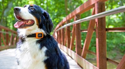 Motorola has launched a wearable for your dog