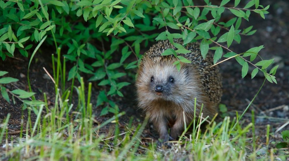 Urgent warning amid spike in hedgehogs with strimmer injuries