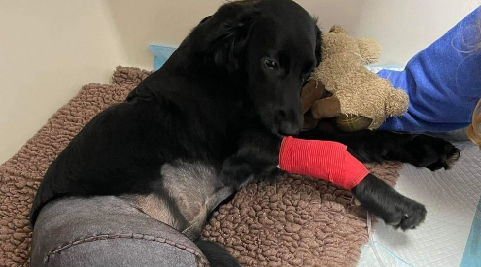 Puppy suffers broken bones in alleged hit and run