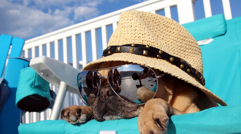 TIPS: Keeping your pups cool as the 33C heatwave hits