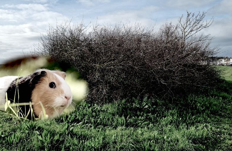 Charity seeks answers over dead guinea pigs left by Guernsey bus stop