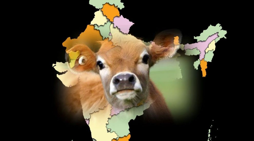 Indian 'cow science' exam continues beef with Jersey