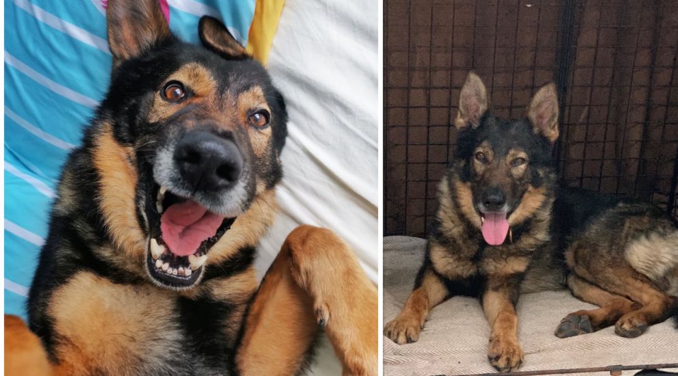 From K9 to pet…a police dog’s guide to retirement
