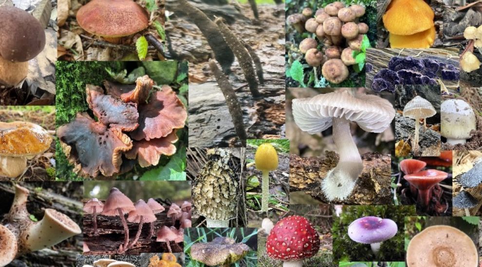 Mushroom mania! Favourite fungi finds of the season