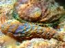 Rare colourful sea slug spotted in Jersey waters for the first time