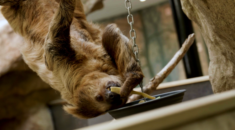 WATCH: Jersey Zoo welcomes two new leisurely tree-dwellers