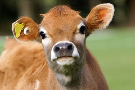 Jersey cow saves young fawn in Tennessee