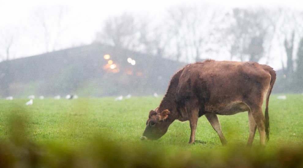 More tests needed to establish cause of mass cow deaths