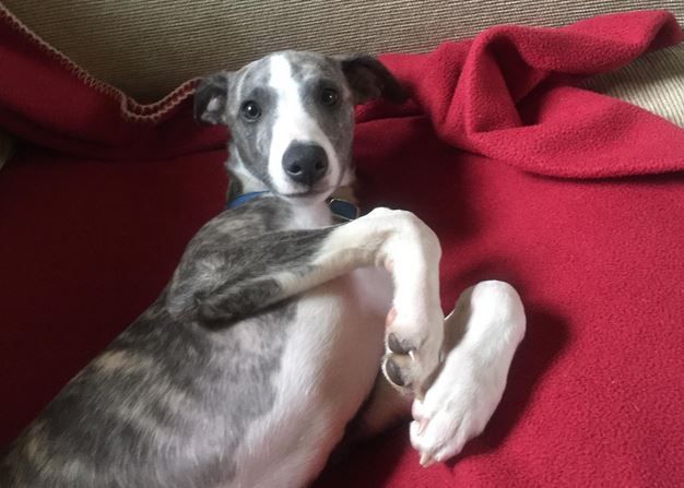 Heartbreaking ending to whippet search