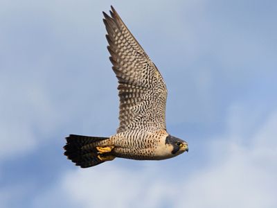 Falcons flying again in Jersey