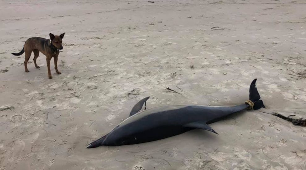 WATCH: Dolphins found dead on Jersey beaches