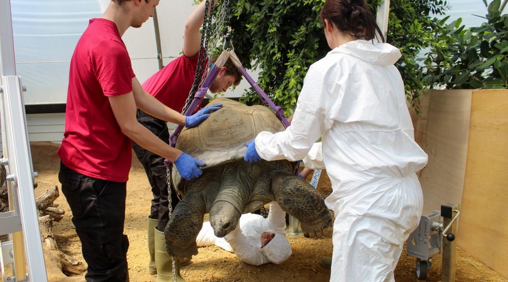 Durrell's heaviest animal takes flight in specialist hoist for surgery