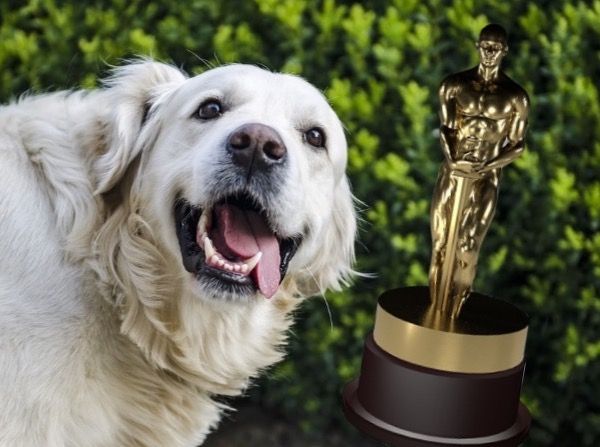 Jersey trainers retrieve golden award at 'doggie Oscars'
