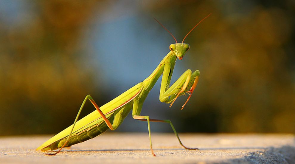 FOCUS: Leaf-ing on a prayer - why you might soon spot a mantis