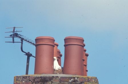 No need to hit the roof over noisy nesting gulls
