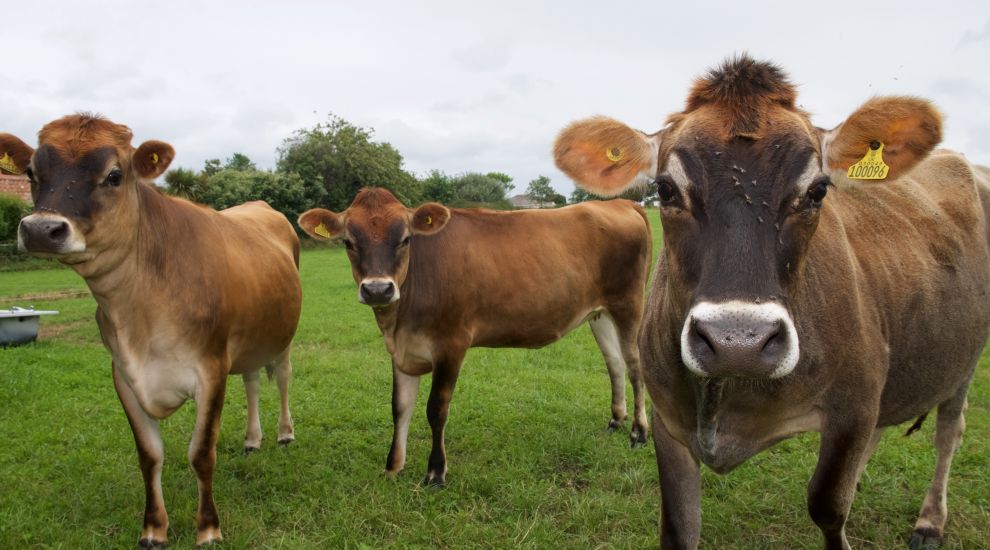 Jersey Dairy: Wholesale milk price rise to herd off operating costs
