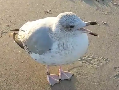 Gulliver's travels: 'friendly' seagull to be exiled to the Minquiers
