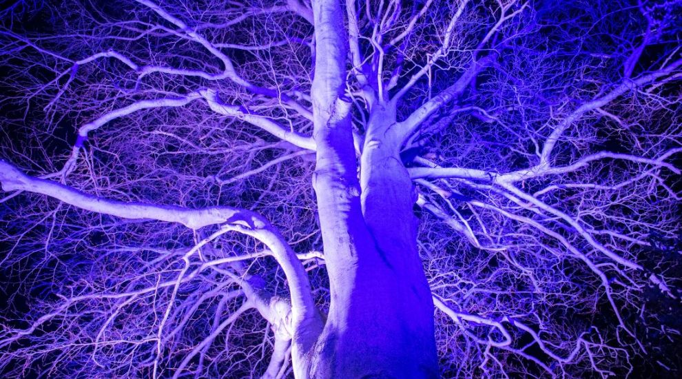 Dreaming Trees to light up local park for second year running