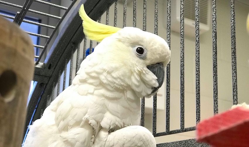 GALLERY: “Unique” parrot finally flies the nest