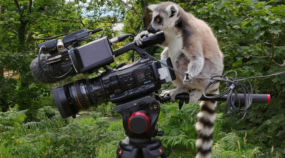 Lemur, camera, action! New TV show airs zoo animals' views