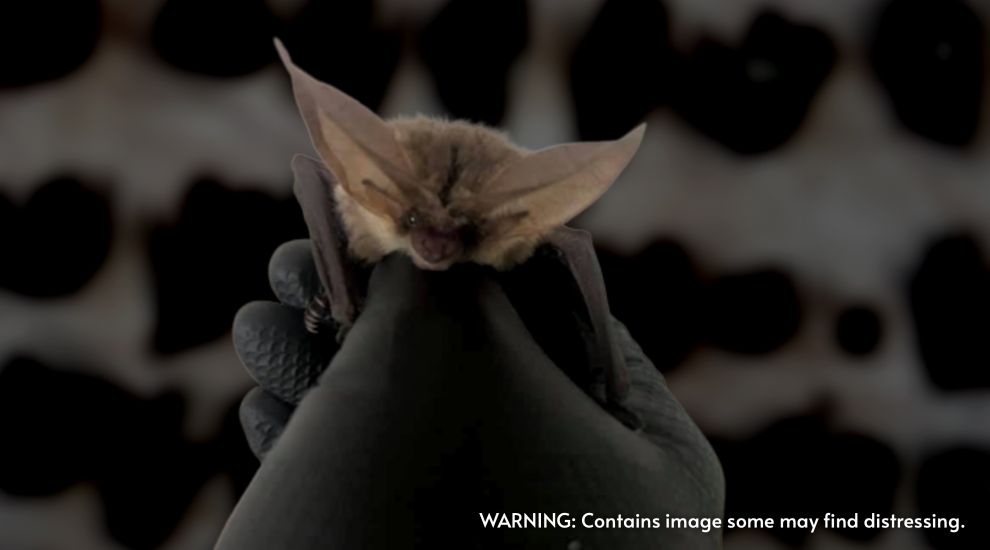 FOCUS: Grisly discoveries spell climate trouble for Jersey bats