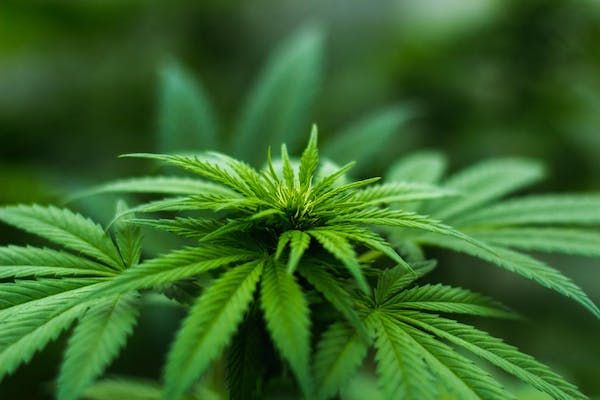 Legal cannabis hits delays