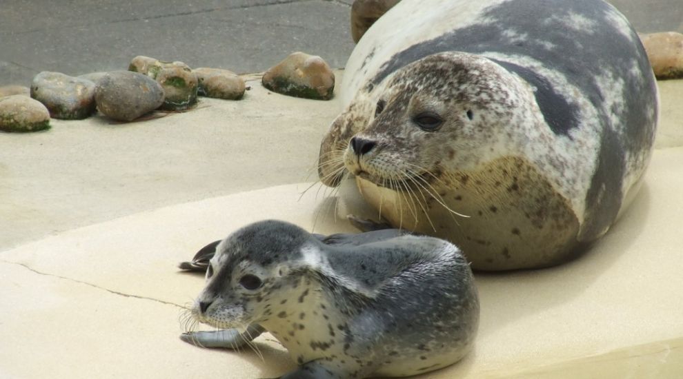 Loved-up seals stay in touch over FaceTime