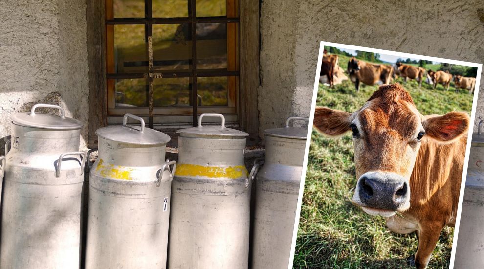 'World-class genetics' make Jersey cows moo-re productive