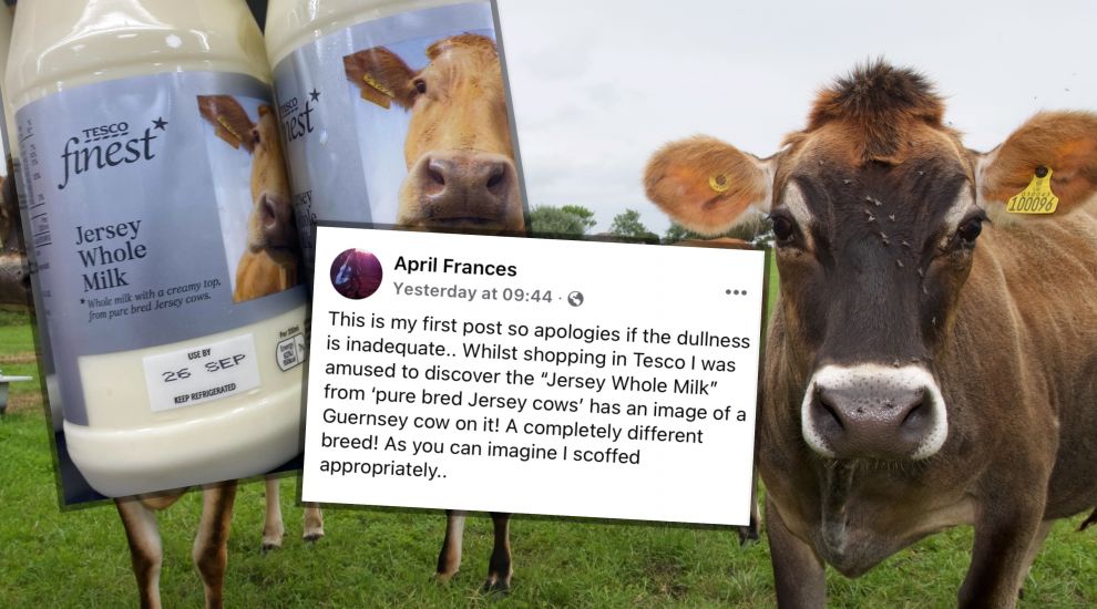 Cow-lossal moo-stake! Tesco admits mixing up Jersey and Guernseys