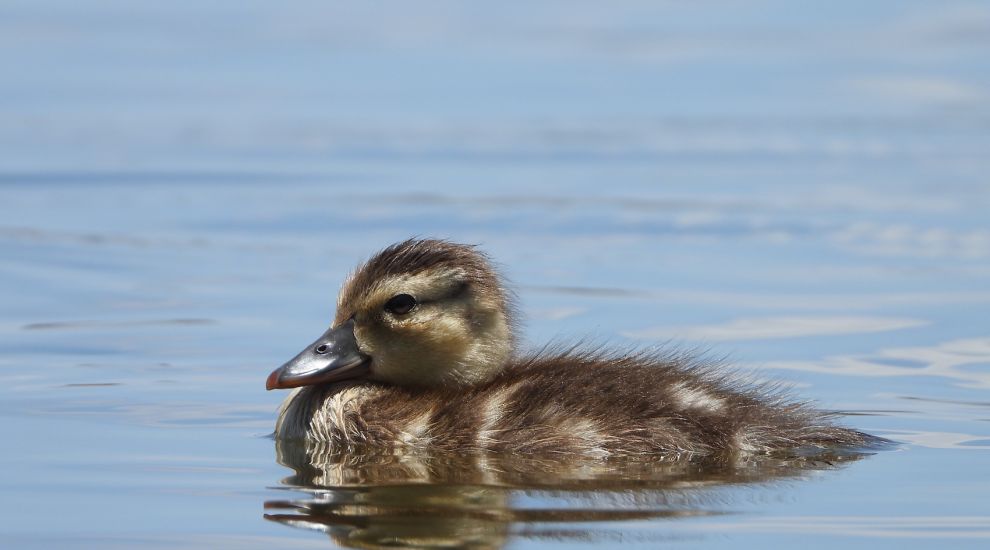Durrell gives world's rarest duck 