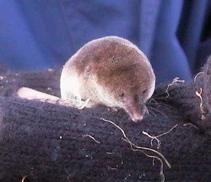The finding of the shrew?