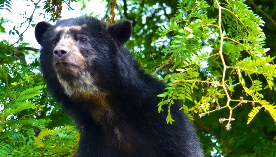Twin cub tragedy for Bahia the bear