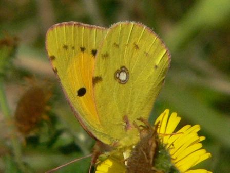 Jersey’s butterflies thriving thanks to wildlife and conservation volunteers