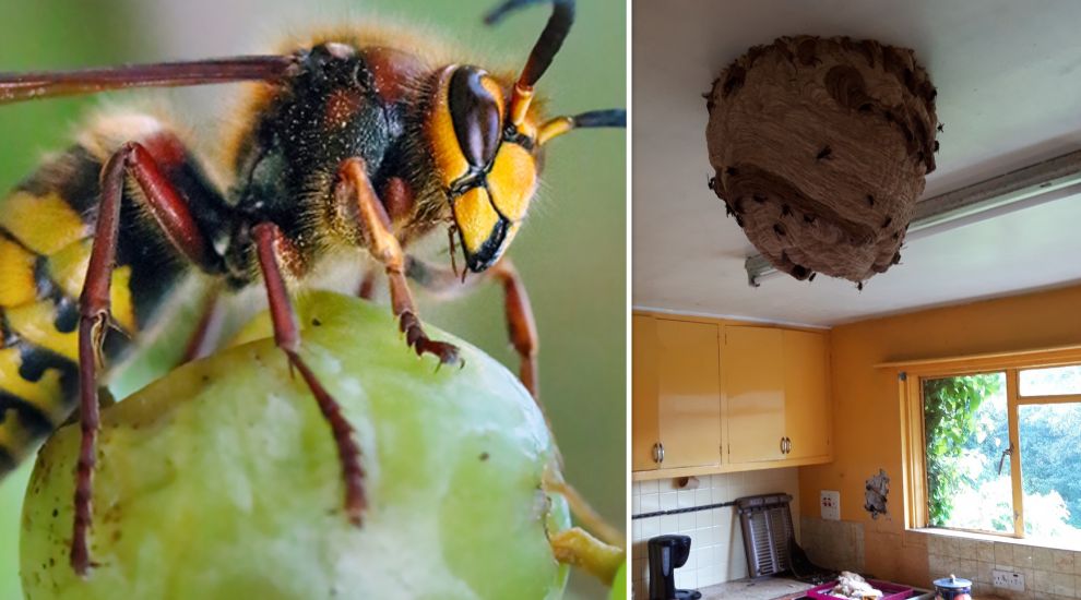 Asian Hornets: A nest of achievements... with more work still to do