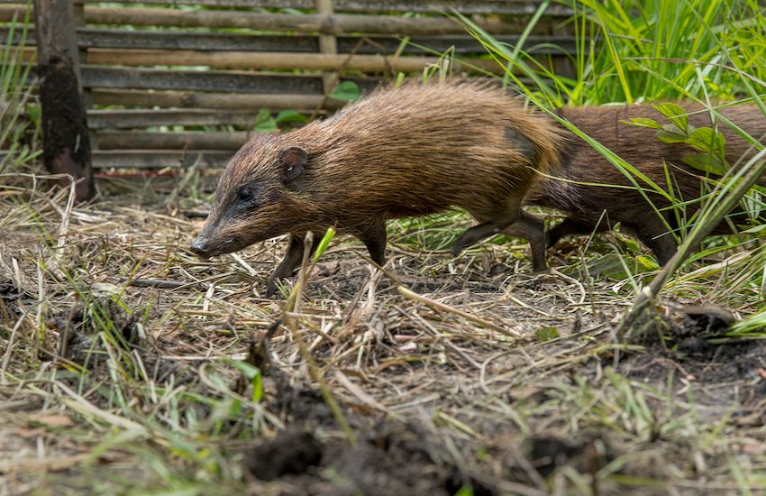 Rare pygmy hogs released into the wild