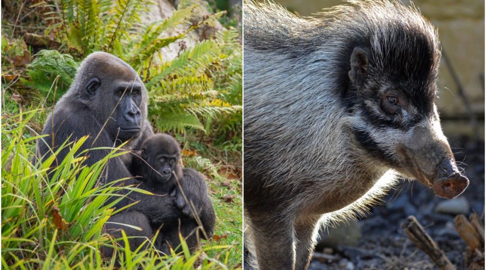 Zoo planning new homes for gorillas and warty pigs