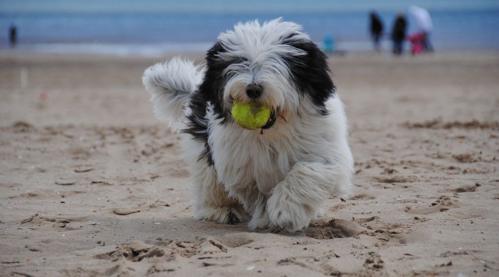 Return of annual dog beach restrictions renews debate