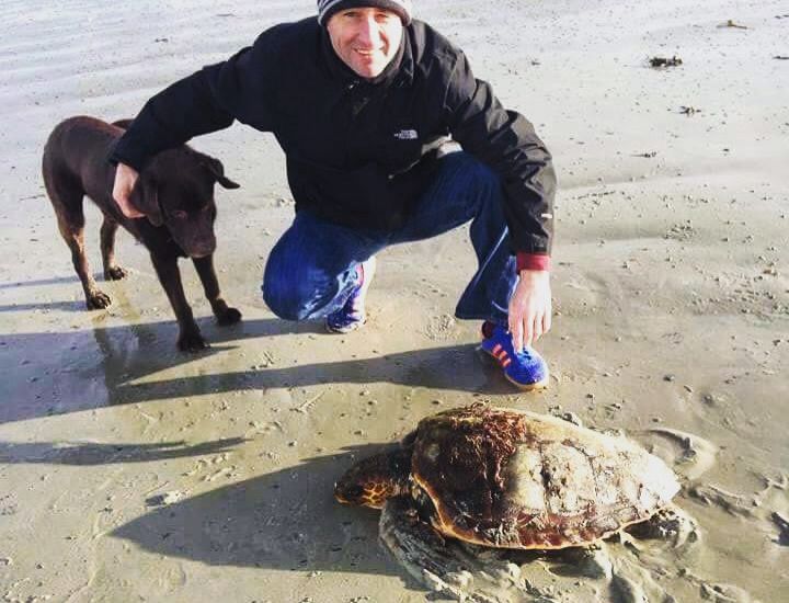 Vets working to save stranded sea turtle