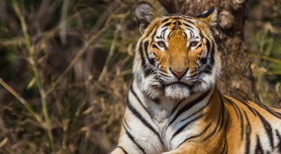 Tinder is asking users to stop posting selfies with tigers