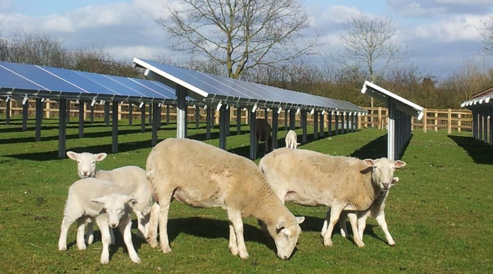 Field solar panel plans 'won't baa-ther grazing sheep'