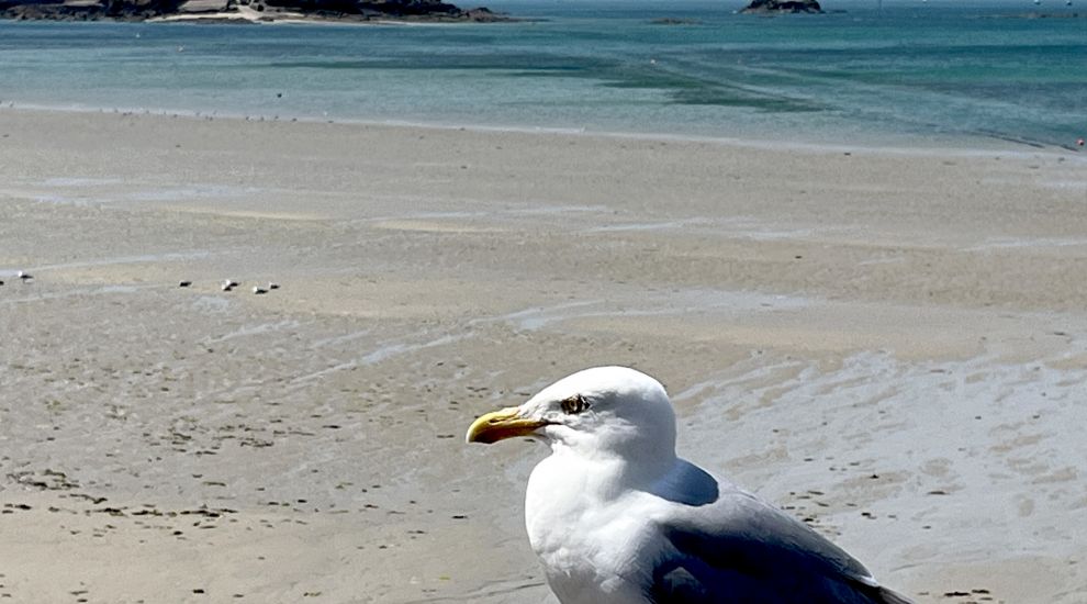 PLAY: Are you as quick to complete this seagull as he is to steal your sandwich?